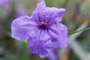 Obraz premium close up of a beautiful purple ruellia humilis flower