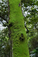 Fototapeta premium tree trunk with moss.