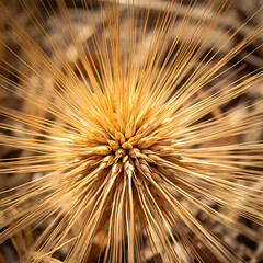 Naklejka premium wheat flower macro
