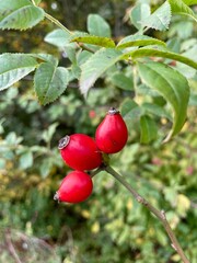 red apples on a branch