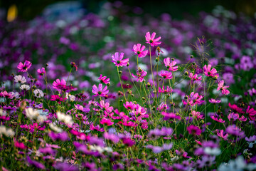Obraz premium Close - up, beautiful cosmos flower field in the evening, Khao Yai, Thailand.