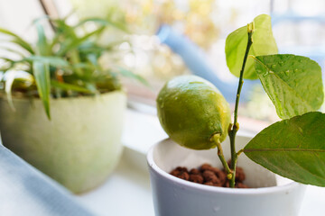 exotics on windowsill, grown citrus lemon in flowerpot with fruit