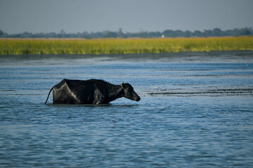 Obraz premium Water Buffalo Wading in Nalsarovar Lake