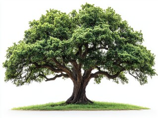 A detailed oak tree with broad, spreading branches and dense green foliage, isolated on white background 