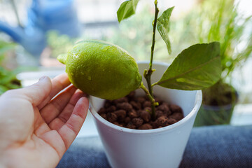 exotics on windowsill, grown citrus lemon in flowerpot with fruit