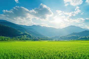 Fototapeta premium Lush green paddy fields under a clear blue sky with a small farmhouse in the distance