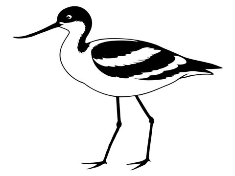 recommend clip art: vector avocet bird silhouette animal 