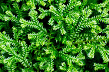 Beautiful botanical shot, natural wallpaper, green leaves in the forest on a black background in the undergrowth in the azores