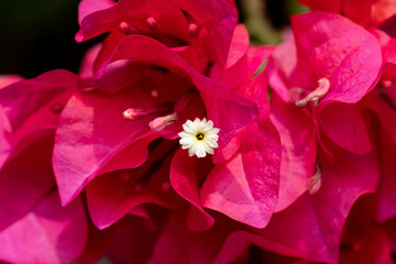 Obraz premium Flower of Bougainvillea in family Nyctaginaceae.