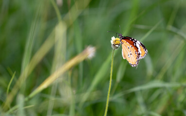 butterfly on a flower