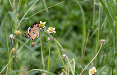butterfly on daisy