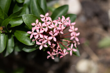 Ixora is a genus of flowering plants in the family Rubiaceae. It is the only genus in the tribe Ixoreae. It consists of tropical evergreen trees and shrubs 