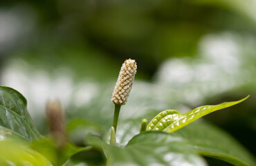 Obraz premium close up of pipe flower