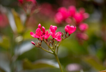 Jatropha integerrima, commonly known as peregrina or spicy jatropha, is a species of flowering...