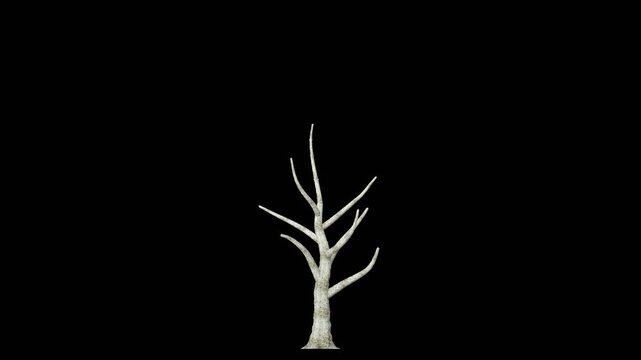 3d growing tree on an alpha channel