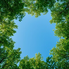 Fototapeta premium Green trees forming a natural frame around a clear blue sky.