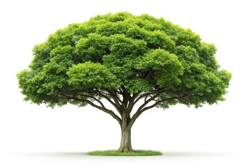 Minimalist tropical tree isolated on white background