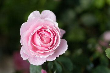 Obraz premium pink rose in garden