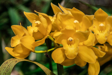Cymbidium Lovely Bunny