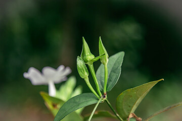 close up of leaves