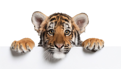 Curious tiger cub peering over the edge of blank banner on transparent background