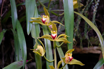 Cymbidium flower