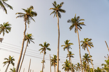 Fototapeta premium oconut plam tree plantation for organic oil products growing in Southern of tamilnadu