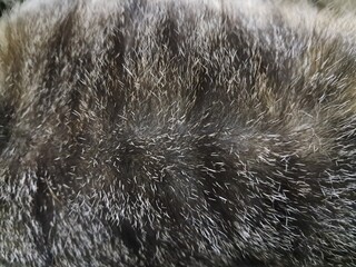 fur texture background