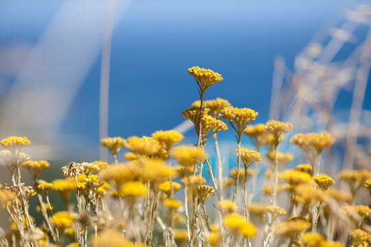 Gros plan sur les fleurs d'immortelle de Corse, mer en arri&egrave;re-plan