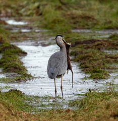 reiher, bird, wild lebende tiere, natur, tier, graureiher, wild, blue heron,moor, venn ,veen, feuchtgebiet, bird,birding, wildlife