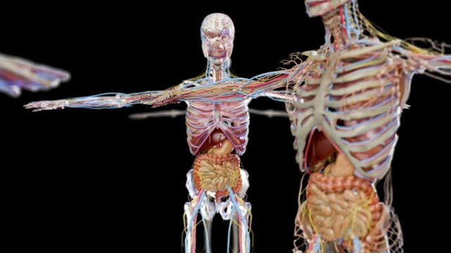 Human anatomy, internal organs and bones, respiratory and digestive and nervous venous circulatory, alpha channel, bladder, intestine and stomach and esophagus, male Skeleton, liver, 3d render