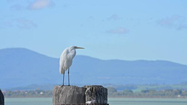 Airone Bianco maggiore (Ardea Alba) appollaiato su un palo in attesa della preda