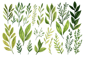 Obraz premium Illustrated collection of various green leaves isolated on transparent background. showcasing diverse leaf shapes and textures for decorative use.