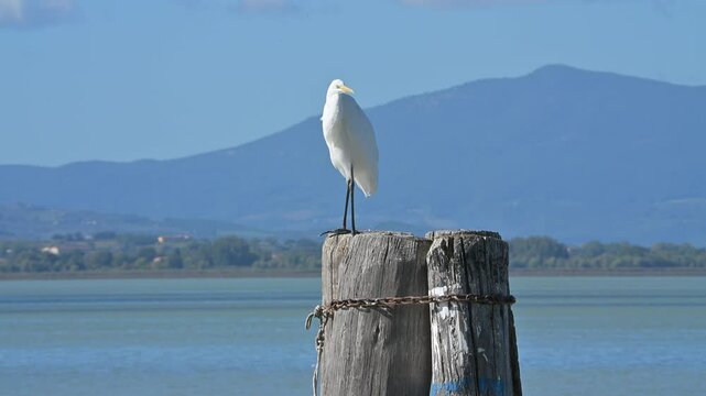 Airone Bianco Maggiore (Ardea Alba) appollaiato su un palo in riva al lago