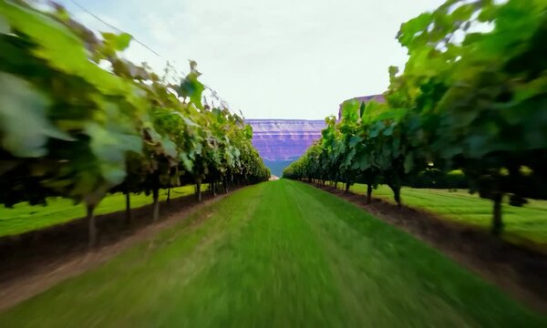 Continuous hyperspeed FPContinuous hyperspeed FPV: The camera zooms through a vineyard, transitioning through a portaV: The camera zooms through a vineyard, transitioning through a portal to a canyon.