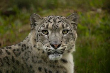 A closeup of a snow Leopard looking at the camera