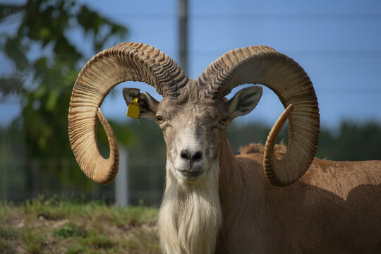 Wild Altai mountain sheep with mighty spiral horns.