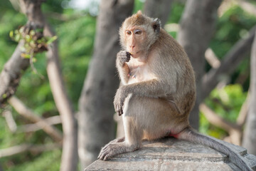 a brown color monkey stand on tree