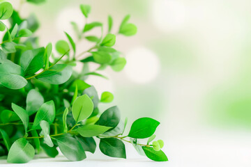 A cluster of lush green leaves stretches gracefully across a white canvas, creating a serene atmosphere that embodies the essence of nature and freshness