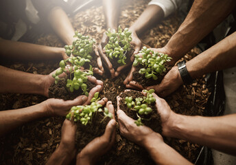 Leaves, soil and hands with plants, group and sustainability of nature, fertilizer and wellness of...