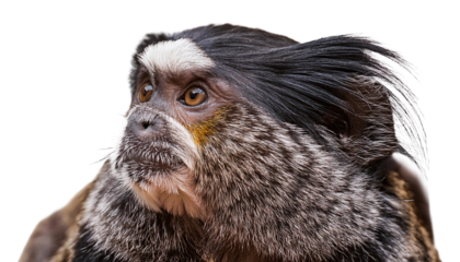 Pygmy Marmoset  on transparent background