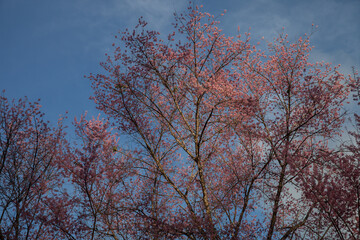 Close up of Thai blossom flower at winter time