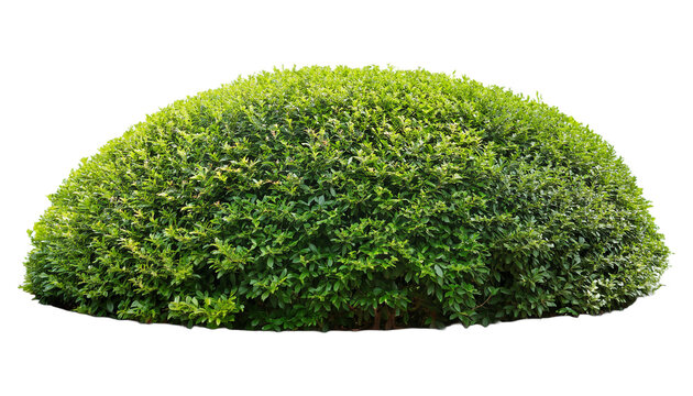 Scandent shrub isolated on white background on transparent background