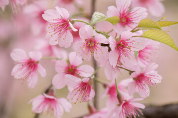 Close up of Thai blossom flower at winter time