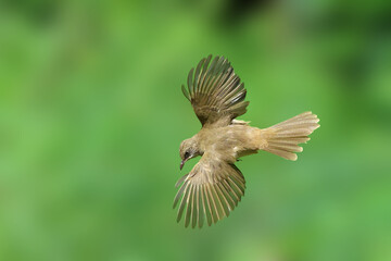 Beautiful Streak-eared Bulbul flying on green nature background.