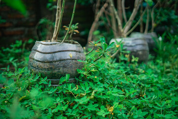 flower or green plant in recycled plastic bottle pot, sustainability living concept