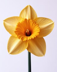 A bright yellow daffodil with its trumpet-like structure fully open, isolated on white background © Teerasak