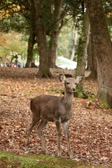 Deer in Forest During Autumn