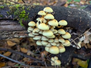 Sulphur Tuft mushrooms (Hypholoma fasciculare) in a forest