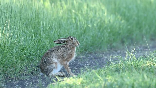 European hare Lepus europaeus, also known as the brown hare, are standing on a country road. Brown fluffy fur, long ears, big eyes. Slow motion.